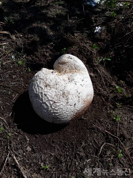 남원시 산내면의 한 사과농장에서 발견된 댕구알 버섯.<사진=남원시 제공> ⓒSNT 세계뉴스통신