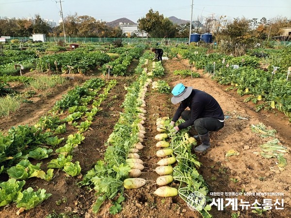 인천 남동구 주민이 공공주말농장에서 분양받은 텃밭에서 무를 수확하고 있다.